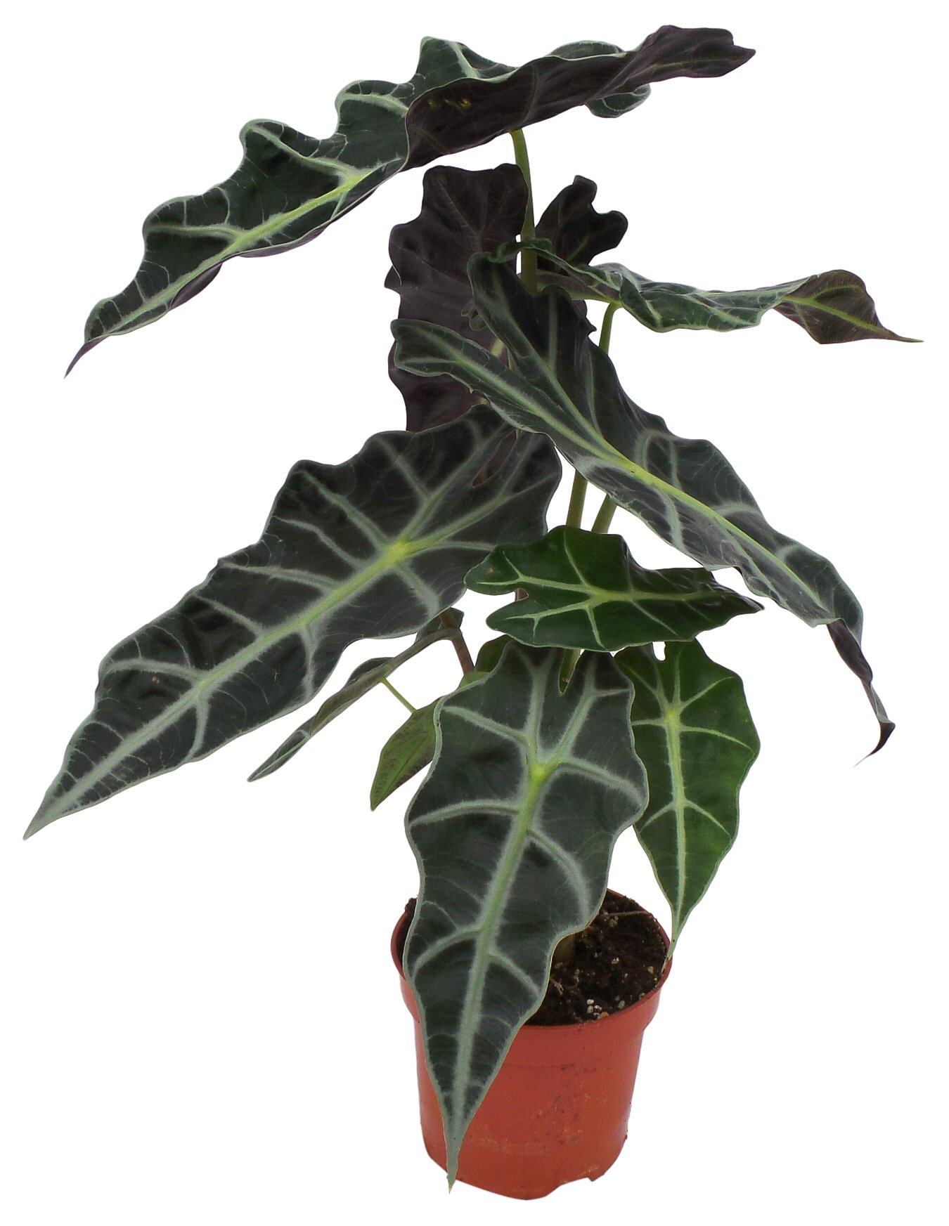 epipremnum albo variegata Pothos Epipremnum pinnatum albo variegata main image 0
