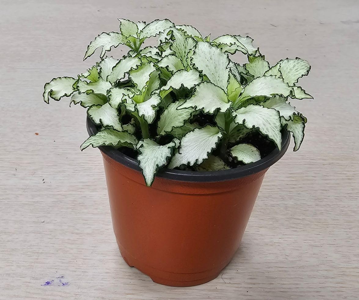 Live Fittonia Nerve Mosaic Plant, Pink, Green, White, 8cm, Indoor Pet Friendly (5, White Mix)