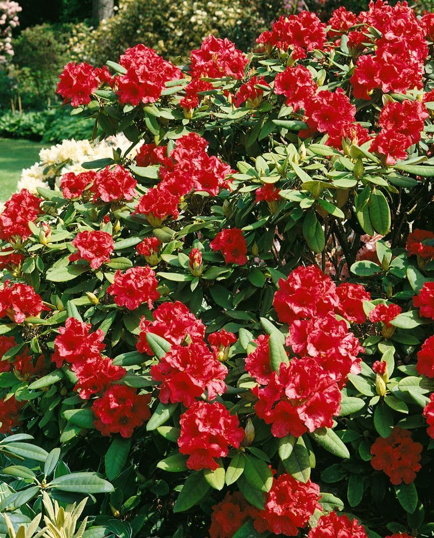Rhododendron yakushimanum 'September Red' 40-50 cm - Rhododendron, rote  Blten, Bltezeit September, ideal fr Kbel, winterhart und pflegeleicht :  Amazon.de: Garten