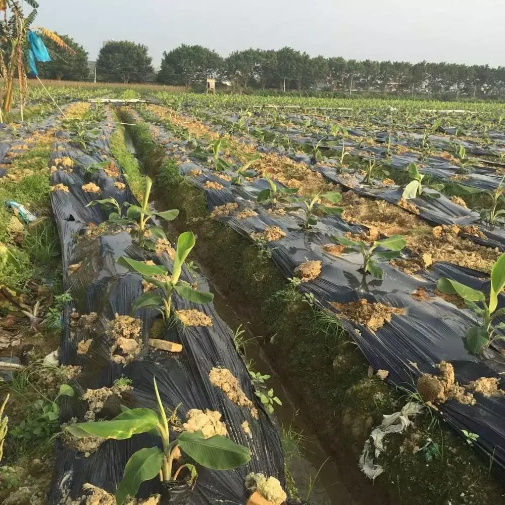 EXCOLO 100m² Bodengewebe Bändchengewebe Unkrautfolie Unkrautvlies Unkraut Schutz Gewebe 150g/m²