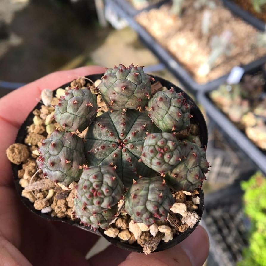 速達 第四種郵便 ユーフォルビア オベサ メス株 3号ブラックポット 速達 第四種郵便 ユーフォルビア オベサ メス株 3号ブラックポット