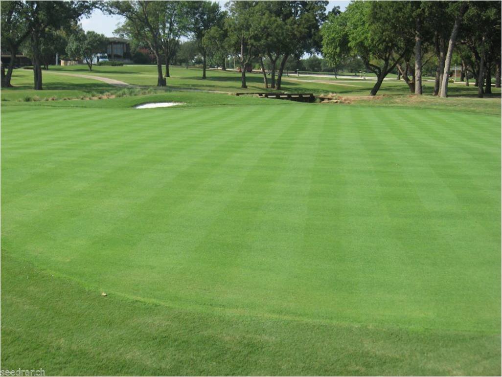 Penncross Bentgrass Seed - 2 Lbs.