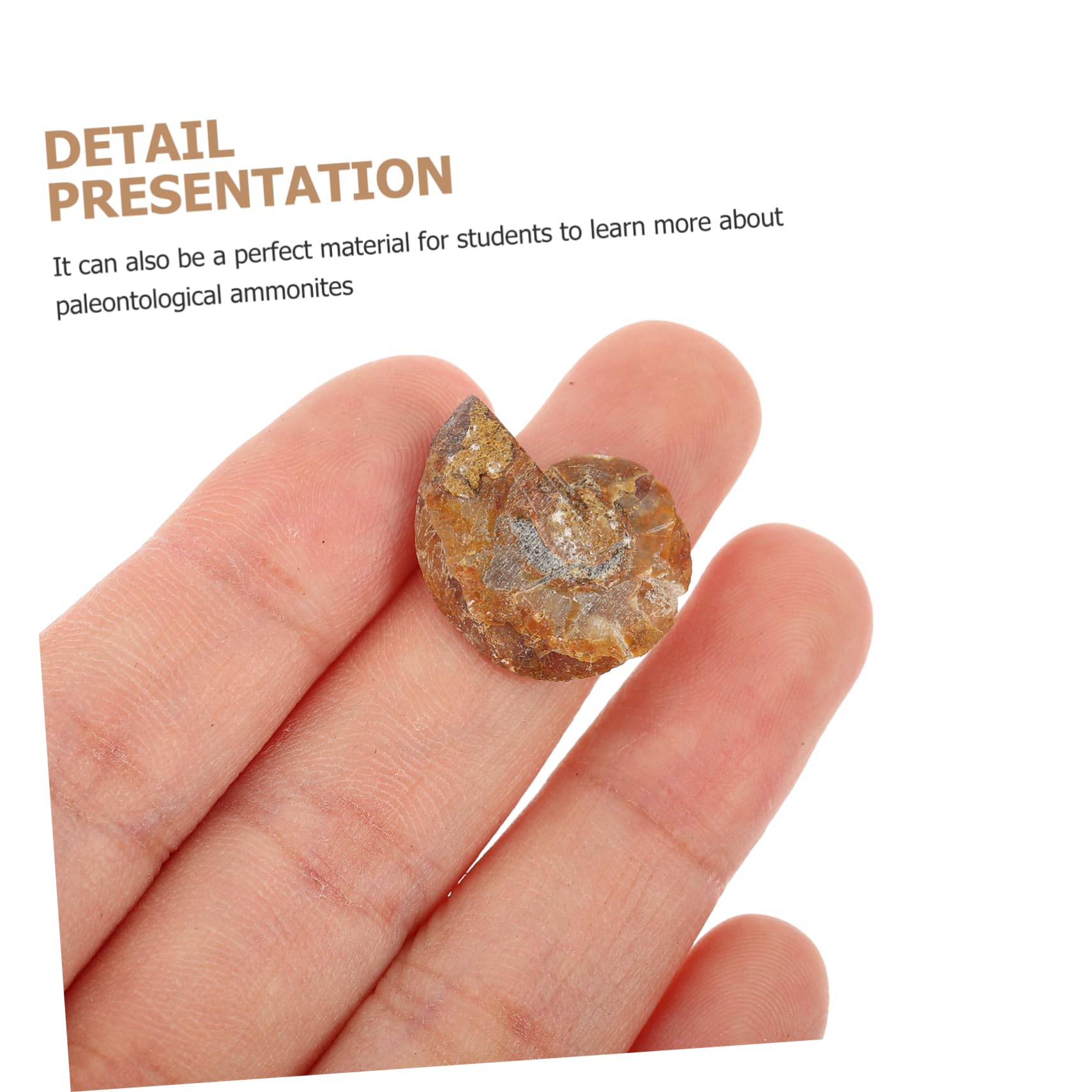iplusmile 20piezas Especímenes De Fósil Para Decoración y Material Didáctico Para y Paleontología Opp Empaque