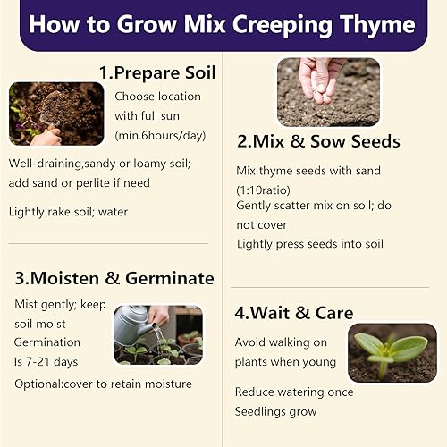 Miniatura 4 de Más de 32000 semillas mixtas de tomillo rastrero para cubrir el suelo, planta aromática de bajo mantenimiento para céspedes y jardines, tolerante a