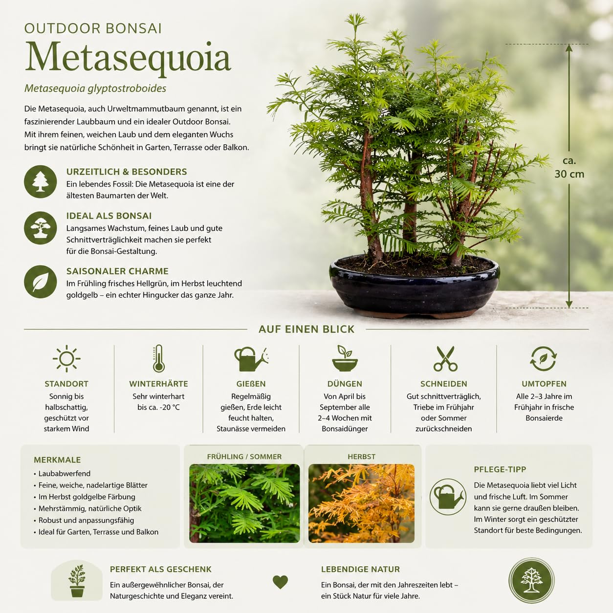 Outdoor Bonsai Urweltmammutbaum (Metasequoia) ca. 30 cm – winterhart & pflegeleicht, Mini Baum für Garten, Balkon & Terrasse, dekorativer Zierbaum, robust & schnellwachsend
