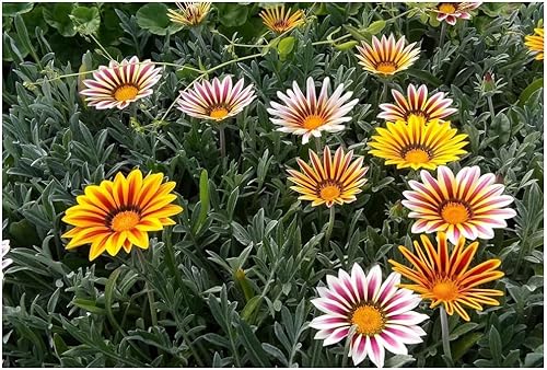 Miniatura 8 de Mezcla de flores del tesoro/Margarita africana Gazania/Flores perennes