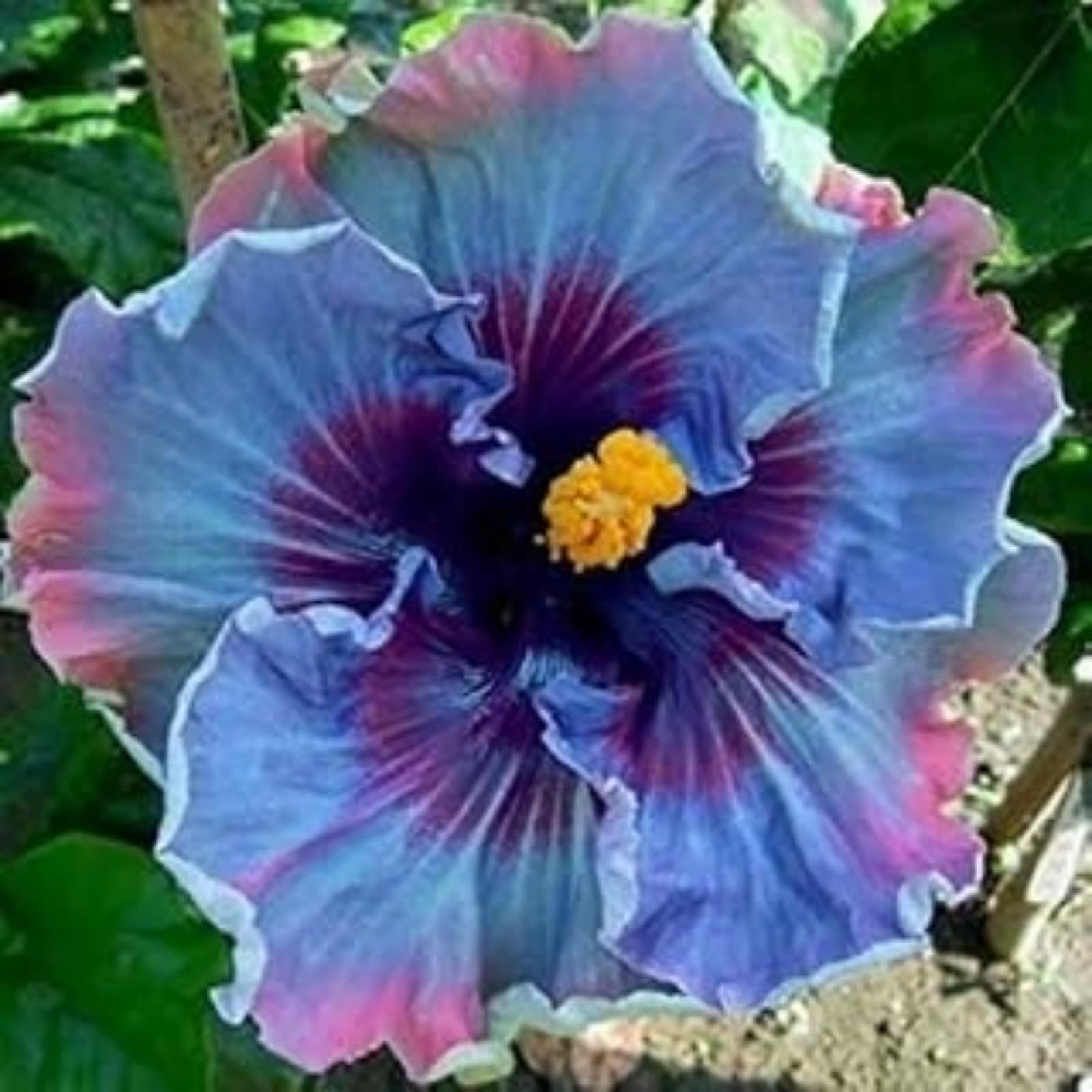 Hibiscus Rose Bulbs for UK,Potted-Plants-Rhizome,Hibiscus Plants for Garden,Excellent Display-1 Bulb-D
