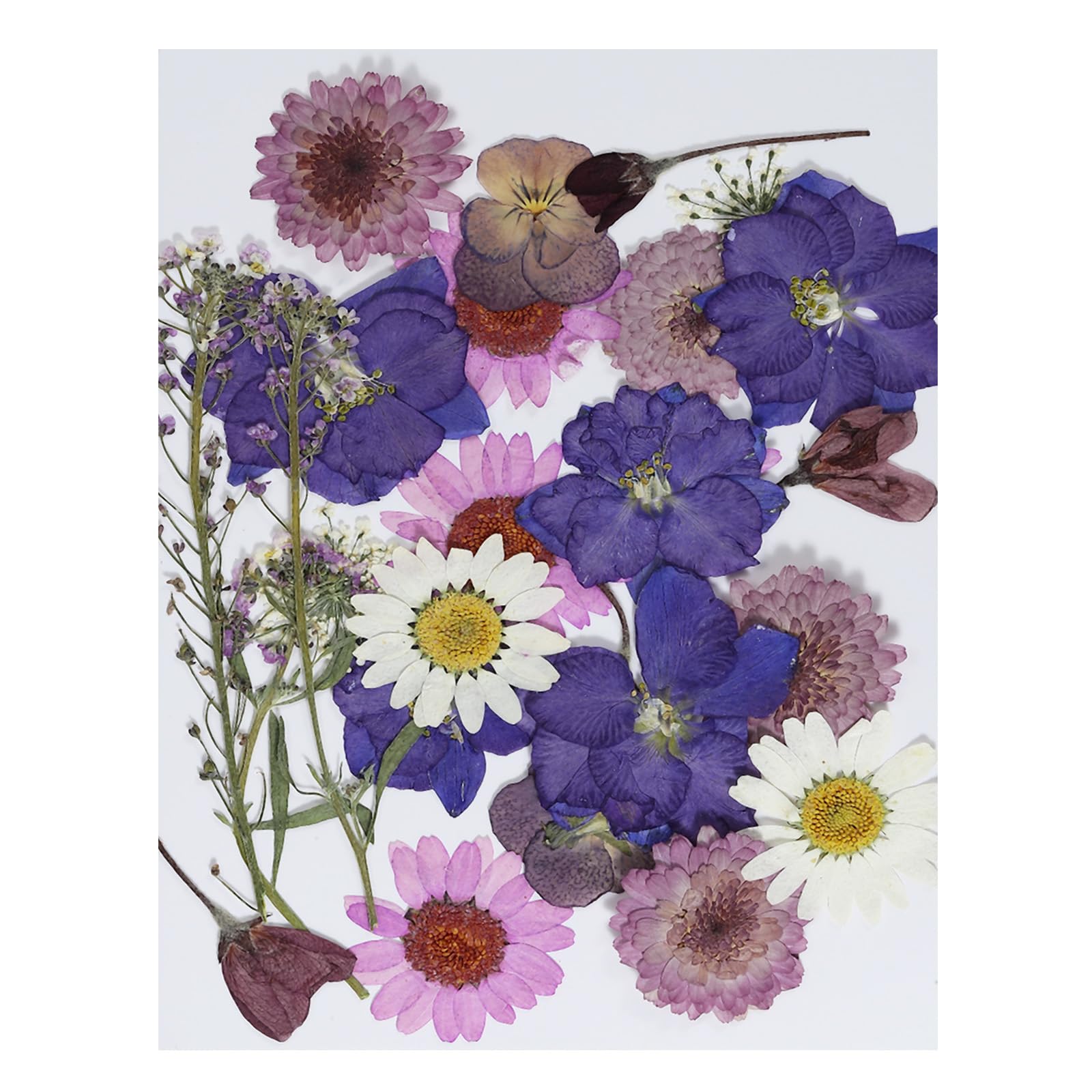 PATIKIL Dried Pressed Flowers, Natural Dried Flower Leave Assorted Real Pressed Flowers for DIY Art Crafts Resin Mold Scrapbooking, Purple Series
