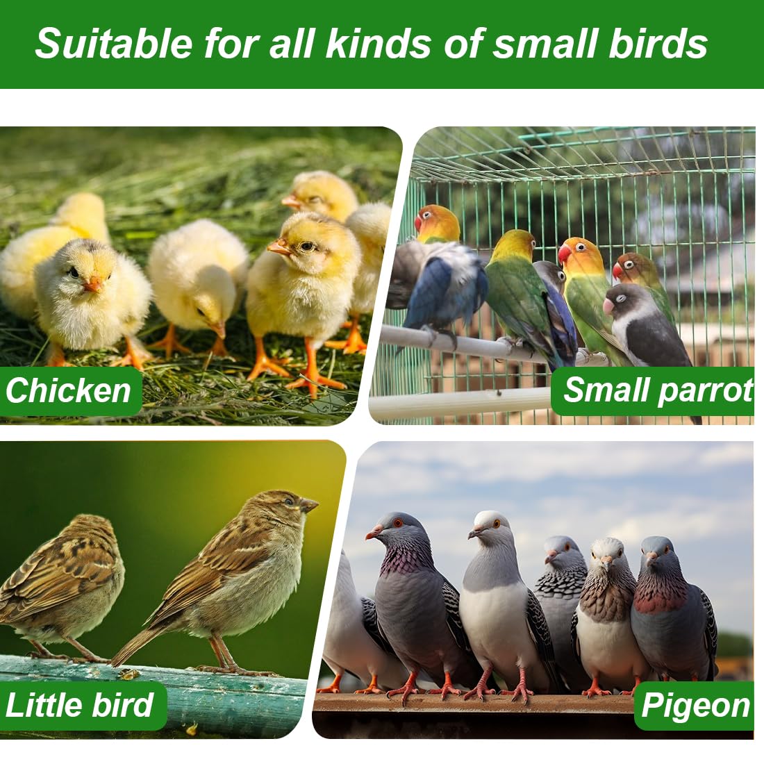 JEYORZY 100 pcs 10 mm Anillos de reconocimiento de palomas - Anillos para pata de palomas mensajeras