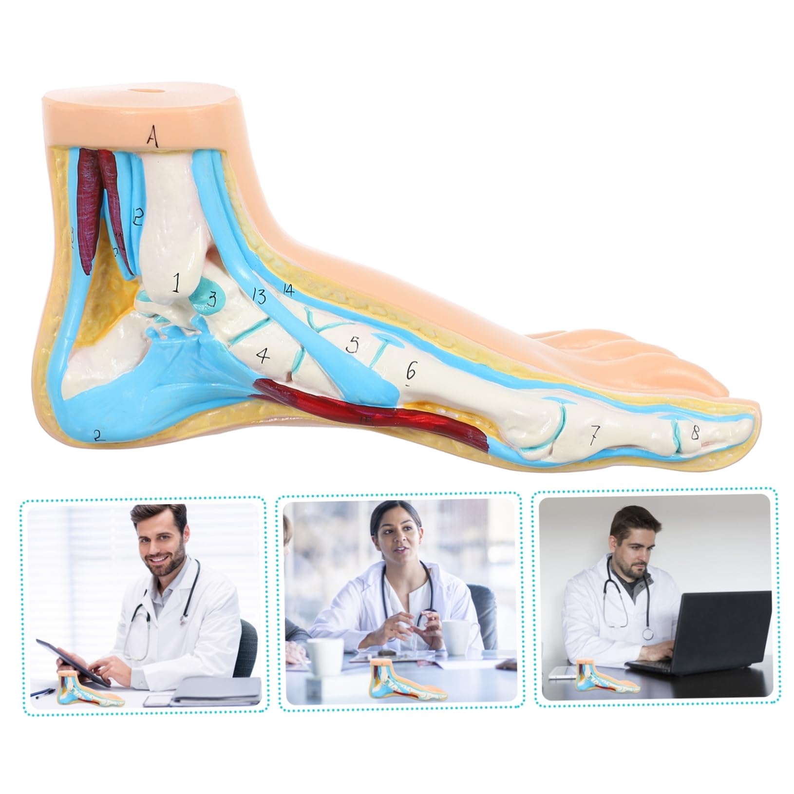 Cabilock Modelo Anatómico Médico Articulaciones Detalladas Para Enseñanza y Exhibición Clínica Diseño Realista Para Estudiantes y Profesionales De Medicina y Fisiología