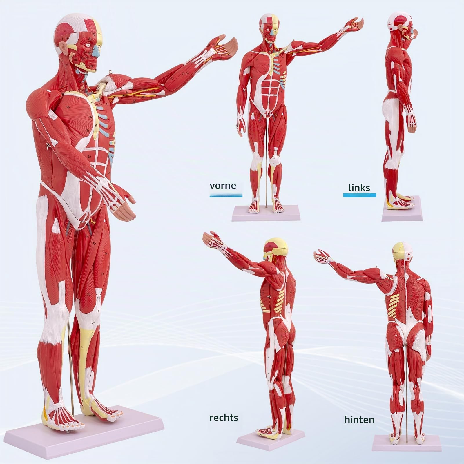 Menschliche Anatomie Muskel-Modell, Muskel Modell 80cm mit Abnehmbarem Organ 27 Teilig, Muskulatur Modell für Medizinische Physiologie, Studium und Lehre (Menschliche Muskulatur)