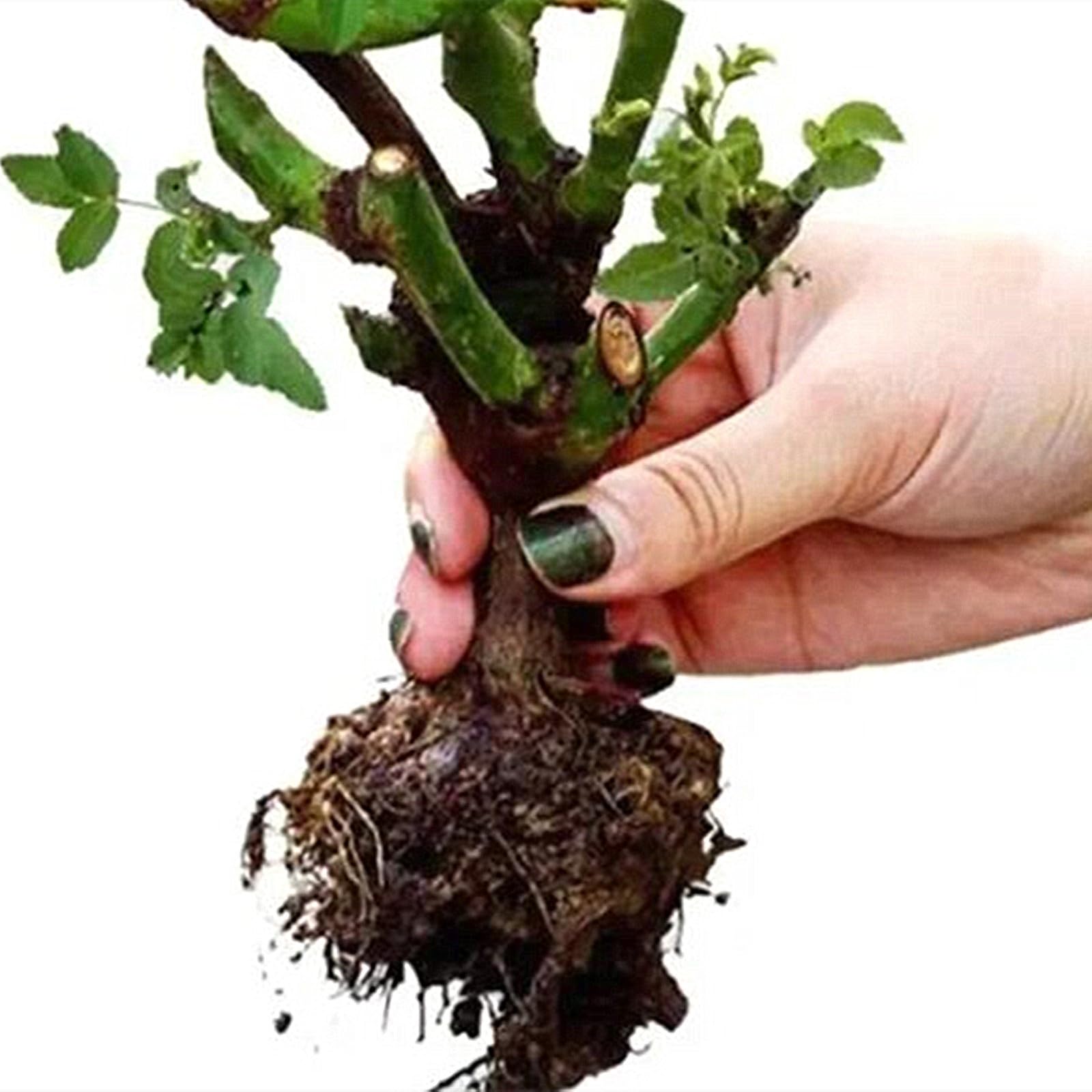 Riesenp Rosenpflanzen, Rosenrhizom In GroßPackungen, Rosa, Fachgerecht Gepflanzt, GartenverschöNerung-4 Rhizom-B