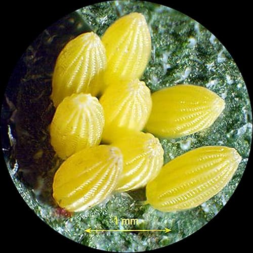 Miniatura 4 de AmScope Microscopio estéreo binocular SW-3B13X, oculares WH10x, aumento 5X10X15X30X, objetivo 1X3X, soporte de brazo único, incluye lente Barlow de