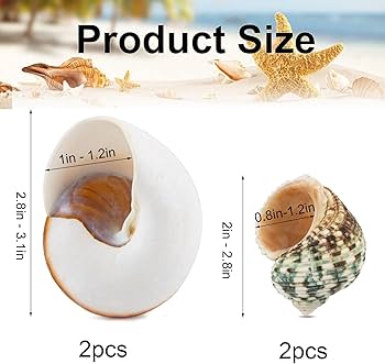Amazon | ヤドカリの殻 成長する貝殻 大きな巻貝 開口サイズ 0.78-1.18