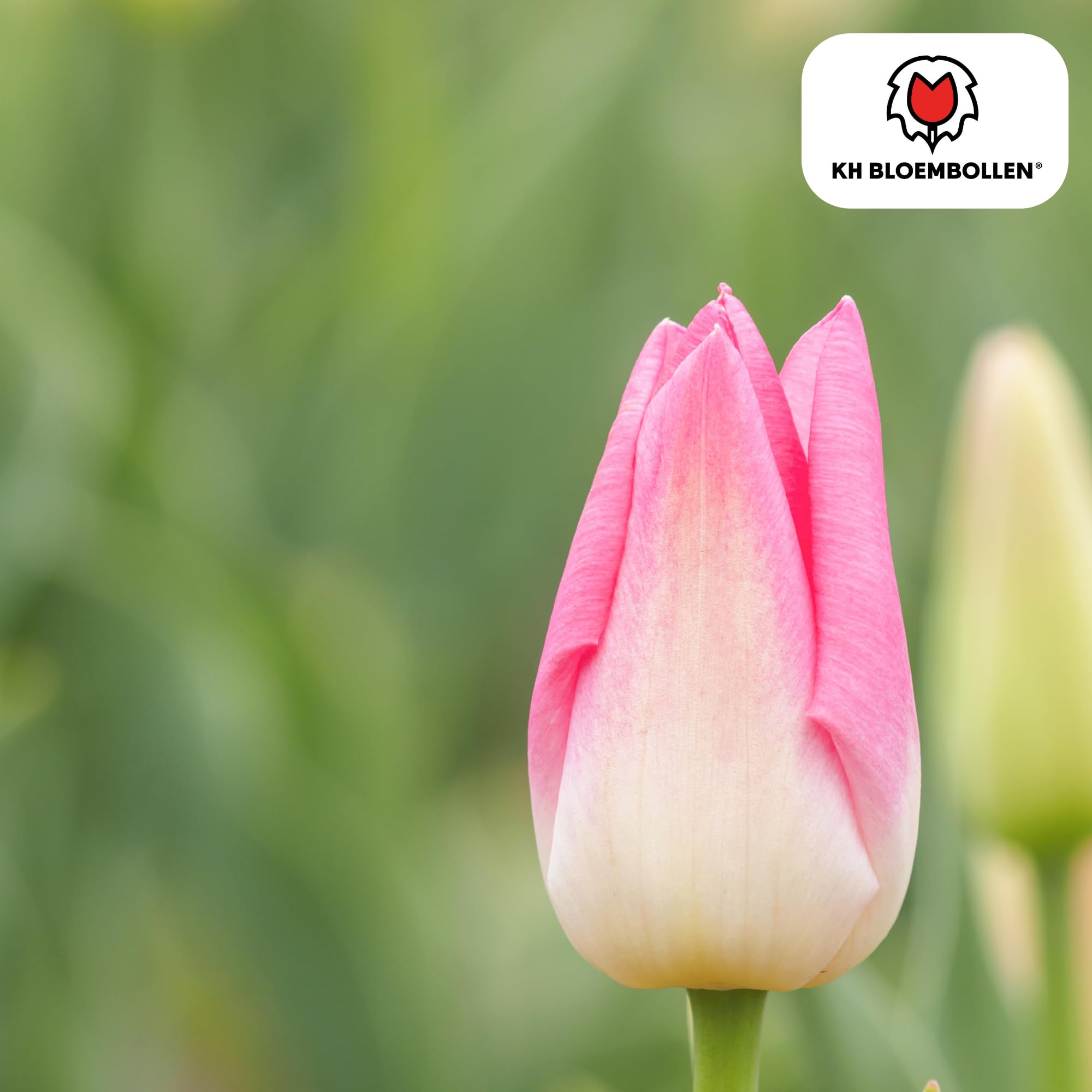 Bulbos de Tulipán Dynasty, Jardín y Macetas, Rosa y Blanco, 20 Unidades