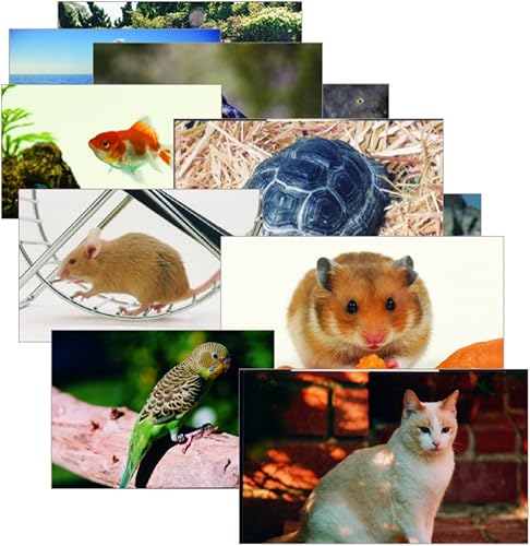 Miniatura 5 de Materiales de aprendizaje de etapas insectos y insectos temáticos Kit para centros de aprendizaje preescolar y preescolar