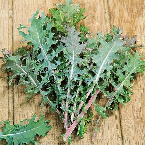 Park Seed Red Russian Kale Seeds