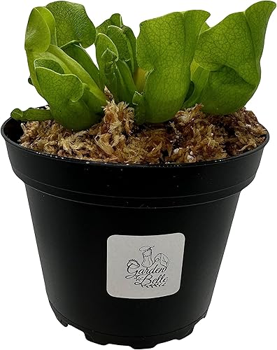Miniatura 2 de Sarracenia Purpurea Venosa - Jarra carnívora en maceta de 4 pulgadas