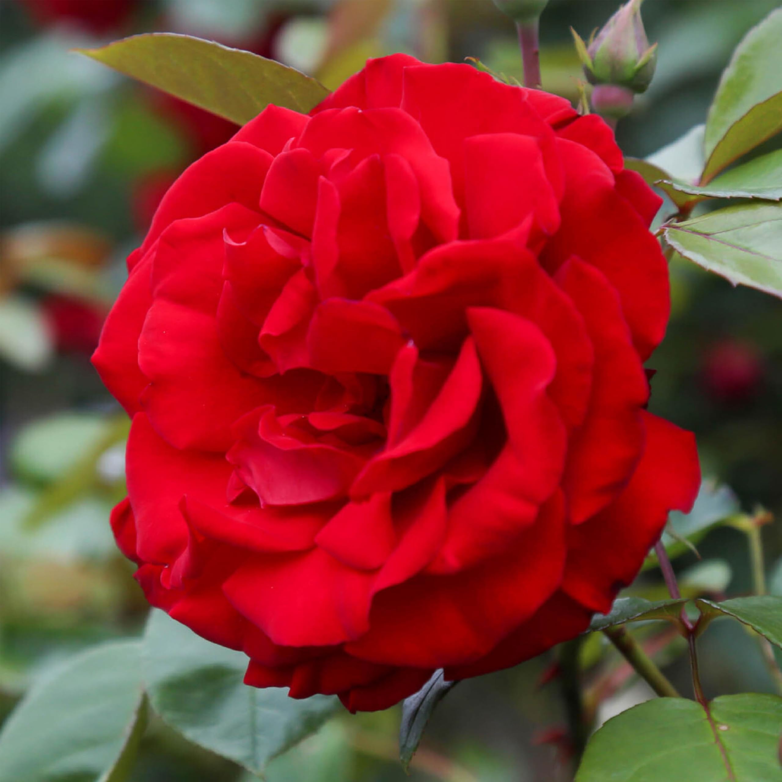 Heirloom Dublin Bay Climbing Rose