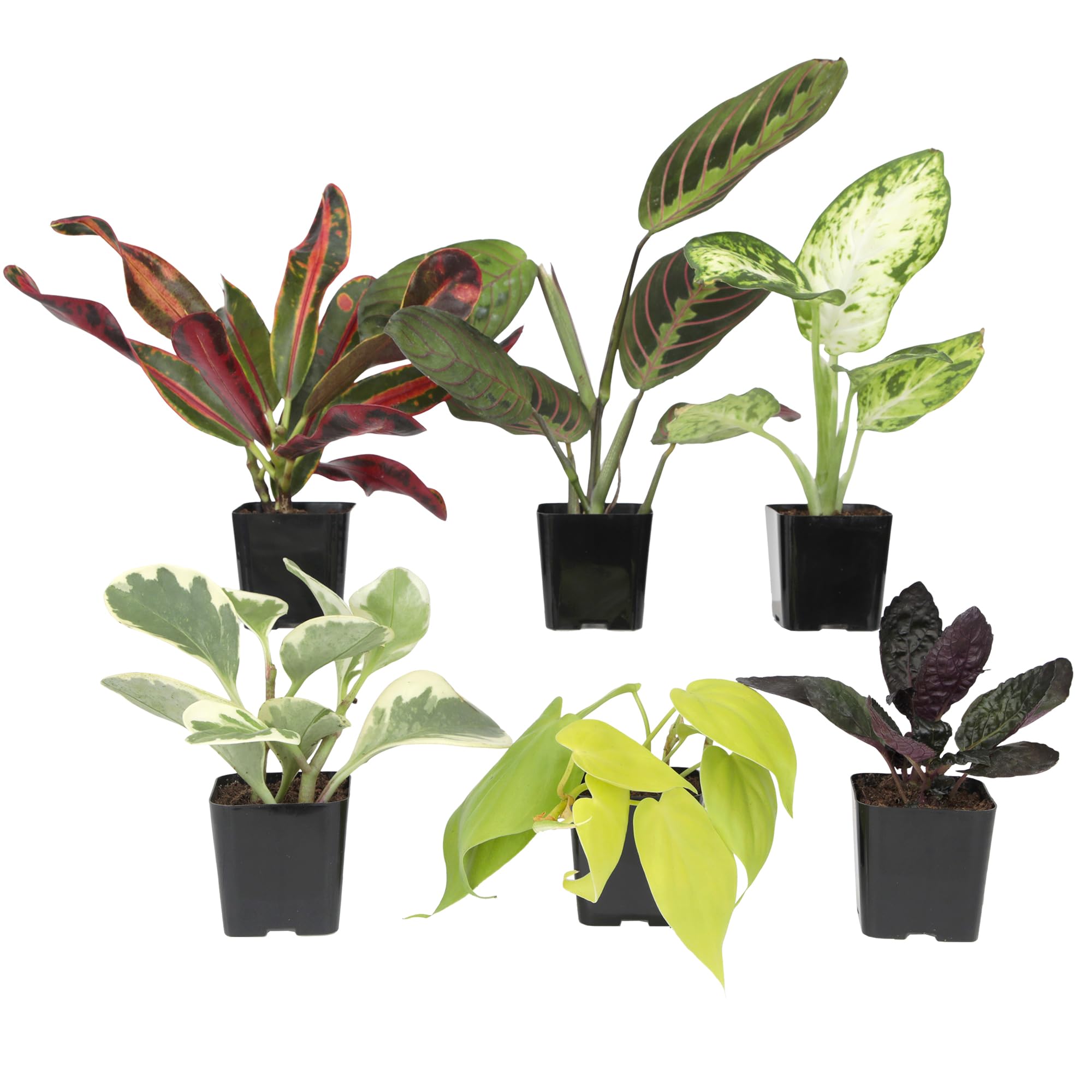 Easy to Grow Houseplants Pack of 6