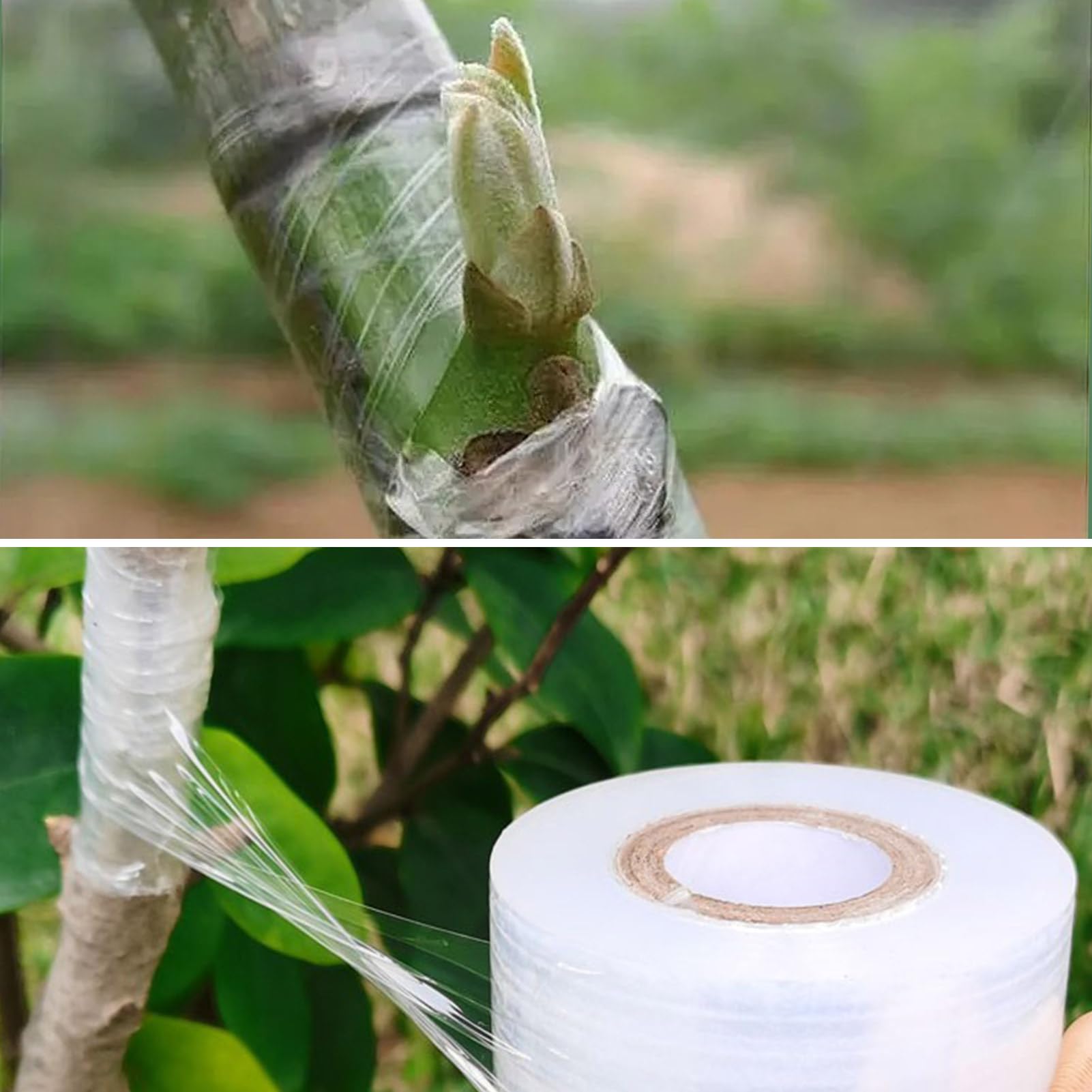 3 Rollos de Cinta de Injerto de Transparente Estirable, Autoadhesiva para Jardinería Película de Injerto, Ideal para Injertar Árboles Frutales, Flores y Uso en Viveros, 100 m