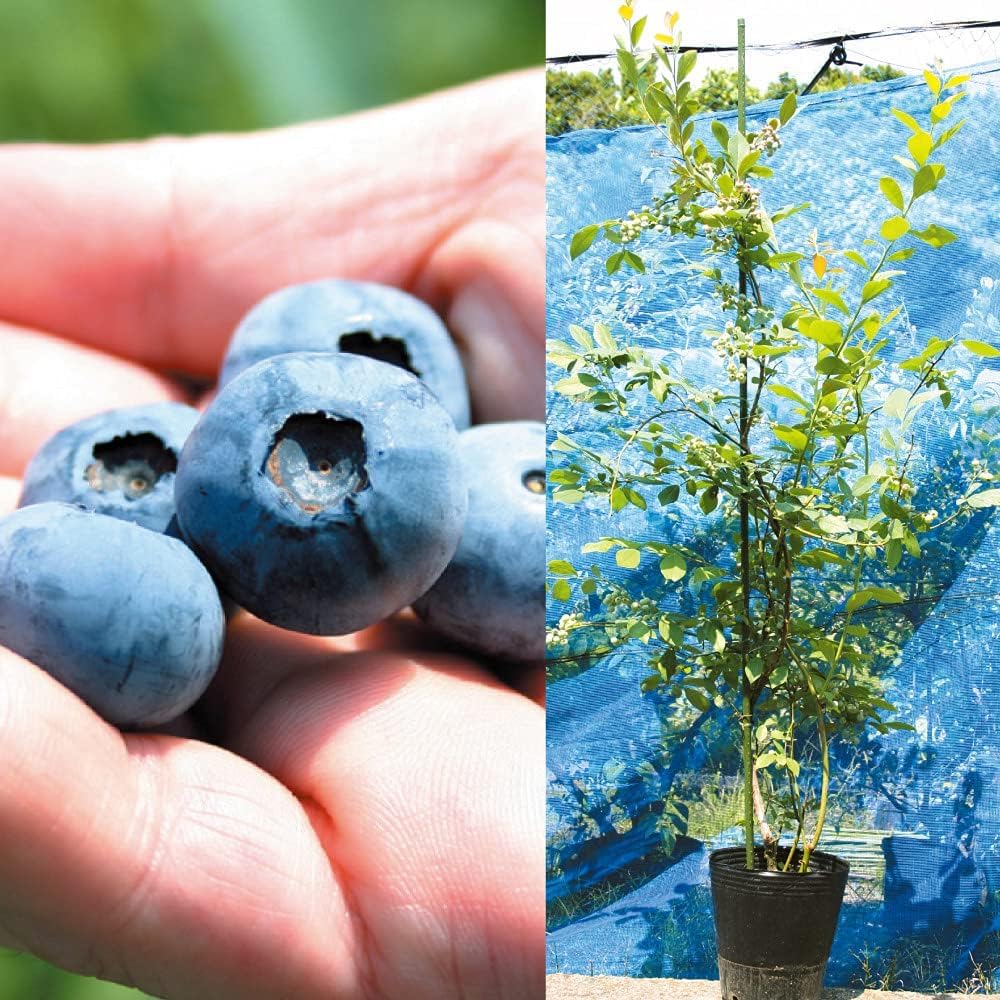 Amazon.co.jp: Fruit Tree Seedlings Rabbit Eye Blueberry with