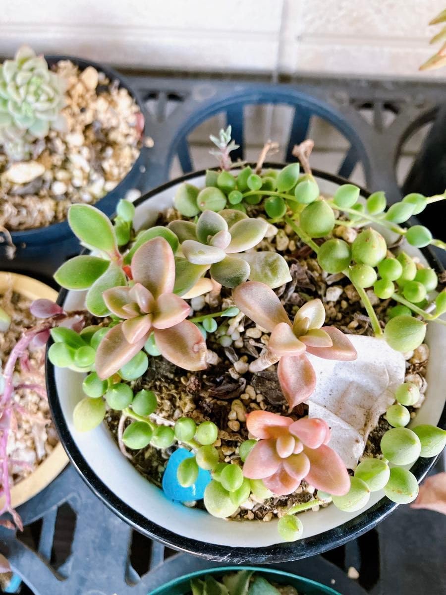 人気インテリア・住まい・小物 - 多肉植物 グリーンネックレス ルビー 