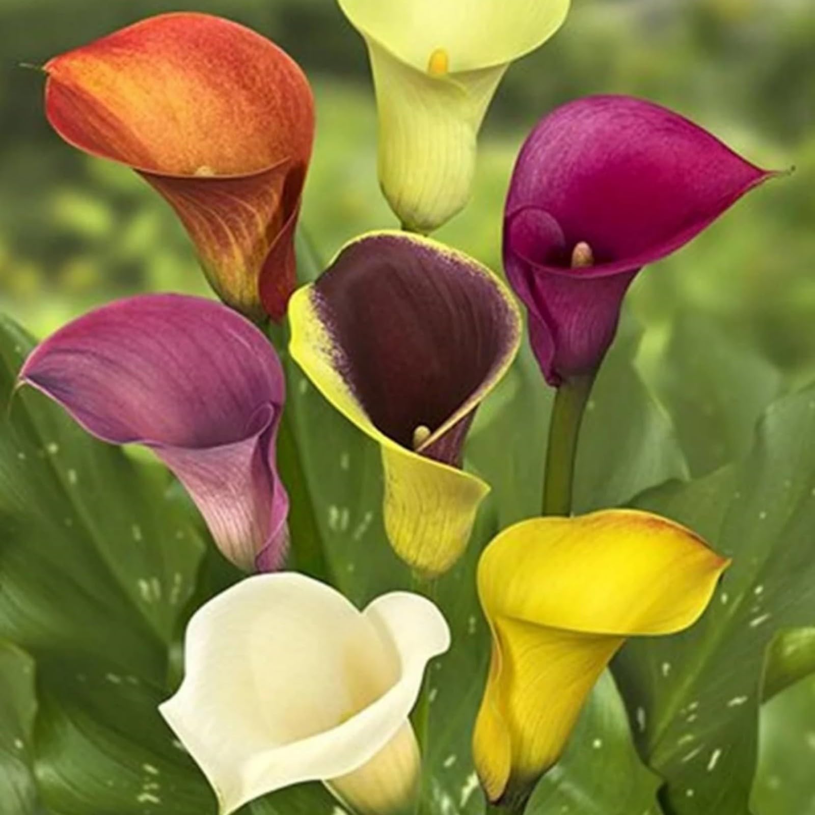 Excellent Calla Lily Bulbs for Planting Now UK Ornamental Perennial Easy Plant Cold-Resistant Display Greening Flower Natural Organic Good for Containers-6bulbs-D