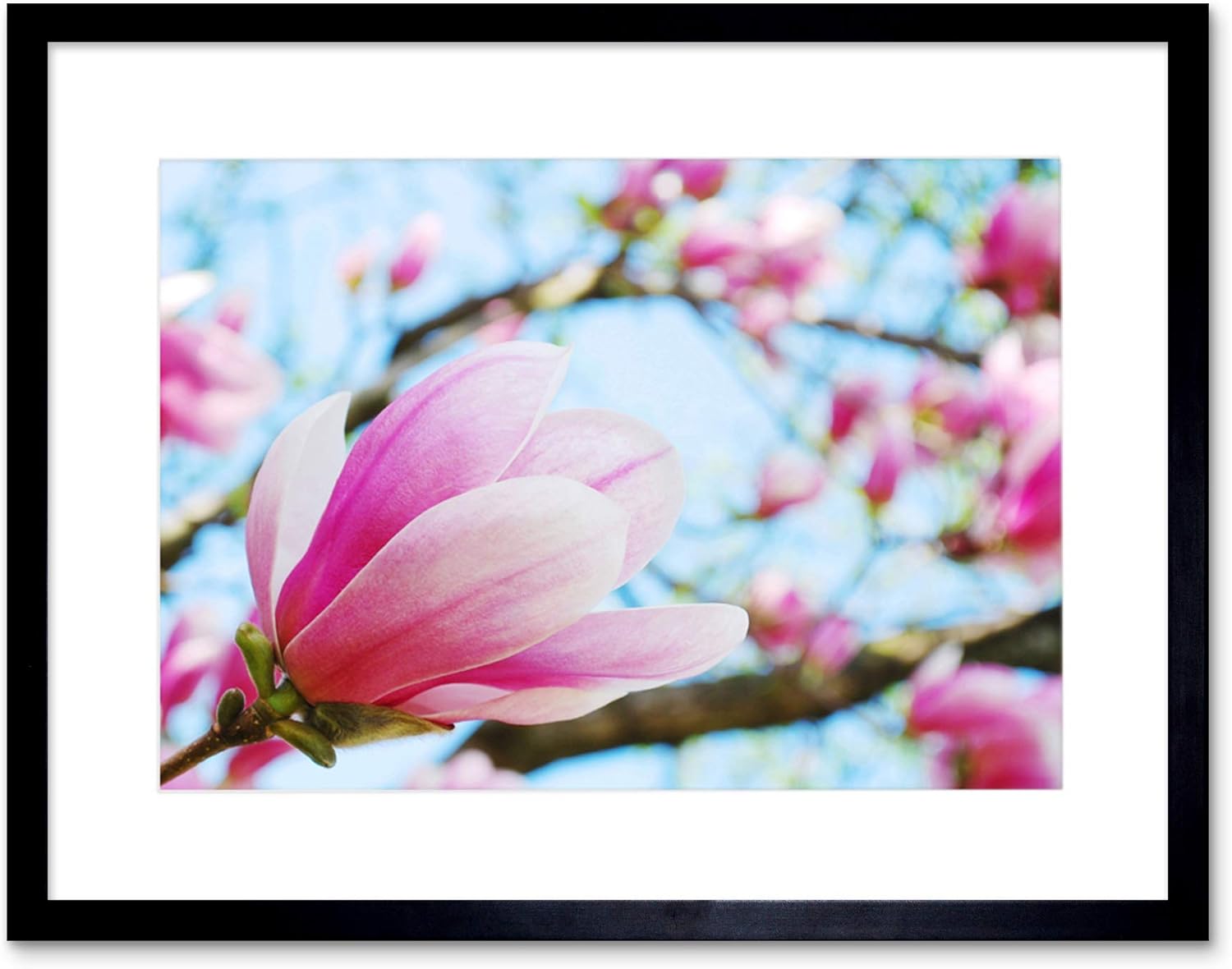 Amazon Spring Magnolia Tree Flowers Pink Bloom Picture Framed Wall