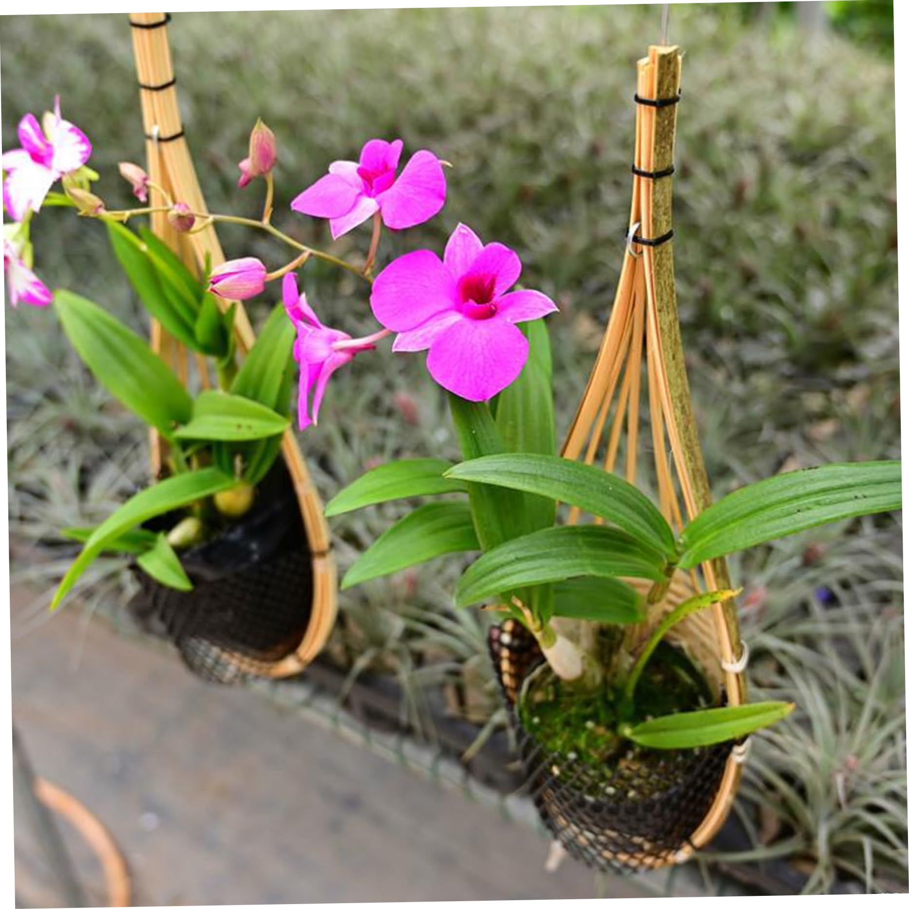 CAXUSD Hangende Mandketting Voor Kamerplanten Multifunctionele Orchidee Voor Huisdecoratie