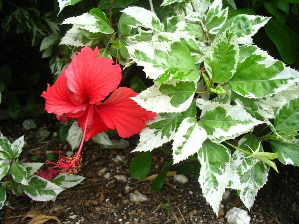 Snow Queen - Tropical Hibiscus rosa-sinensis - Live Plant - Variegated Green White Leaf - Single Red Flower - Emerald Goddess Gardens - Starter Sz 4 Inch Pot