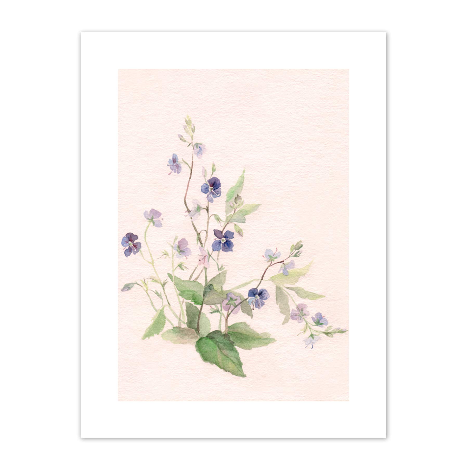 Wee Blue Coo Flower Veronica Watercolour Art Print Canvas Premium Wall Decor Poster