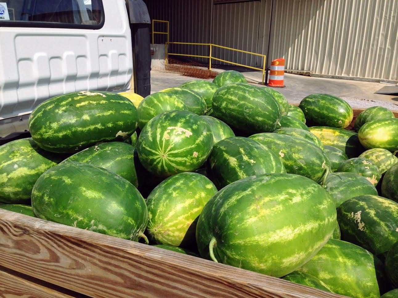 Bradley Seed Brand Watermelon Seeds for Planting Hybrid