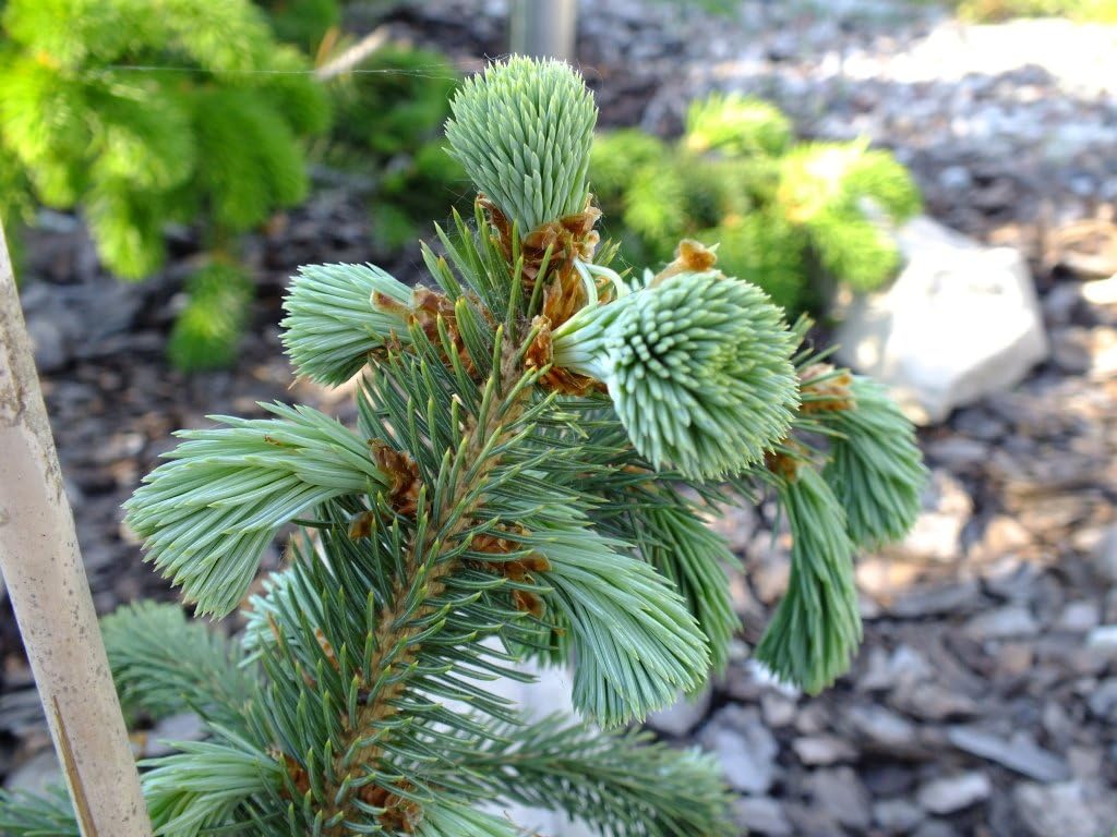 Weeping ENGELMANN Spruce - Picea engelmannii 'Bushes Lace' Live Plant