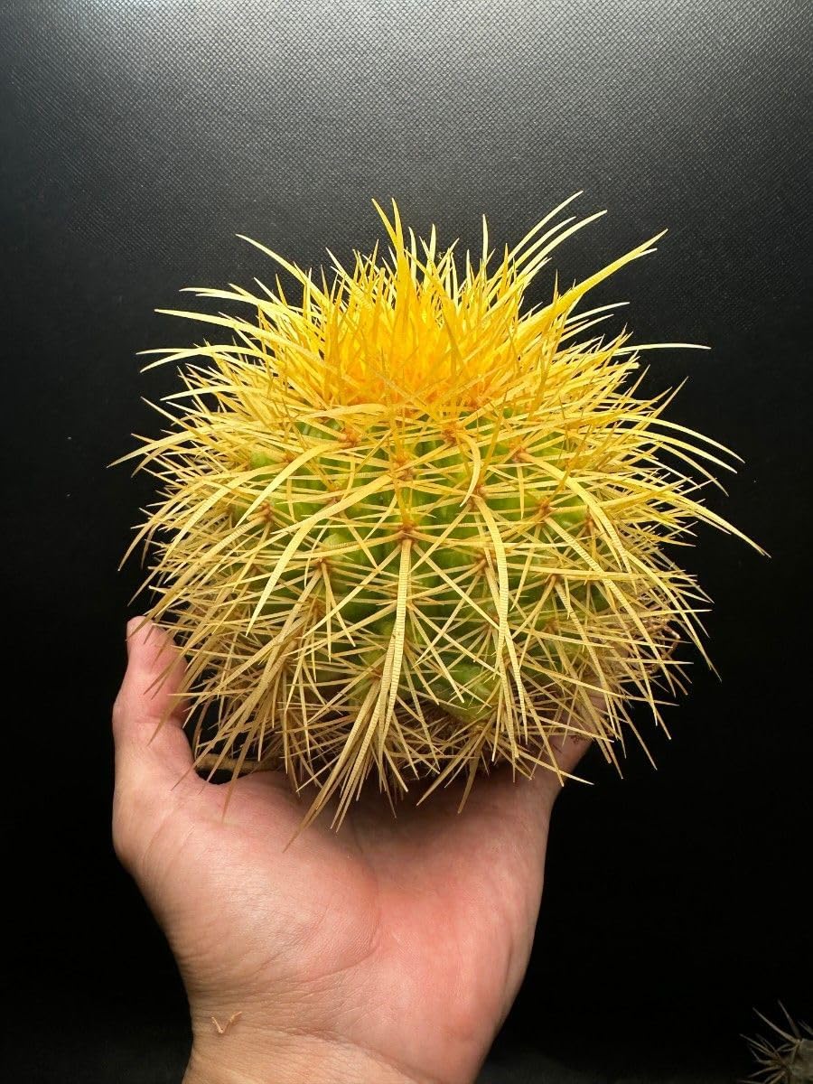 ベアルート 超強棘 キンシャチ 金鯱 超大玉 発根済