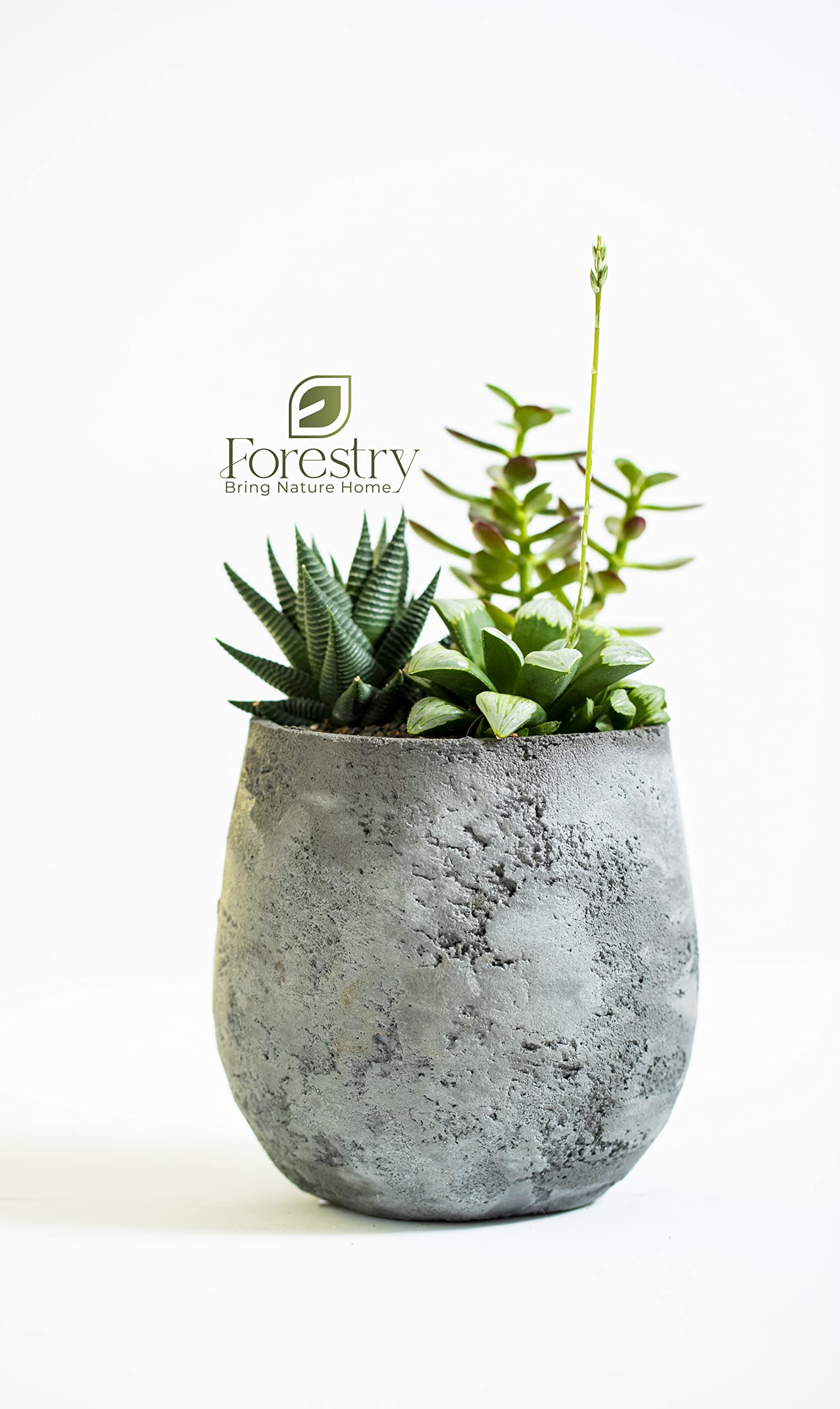 Forestry Beautiful Mini Plant pot with Attracting Plants