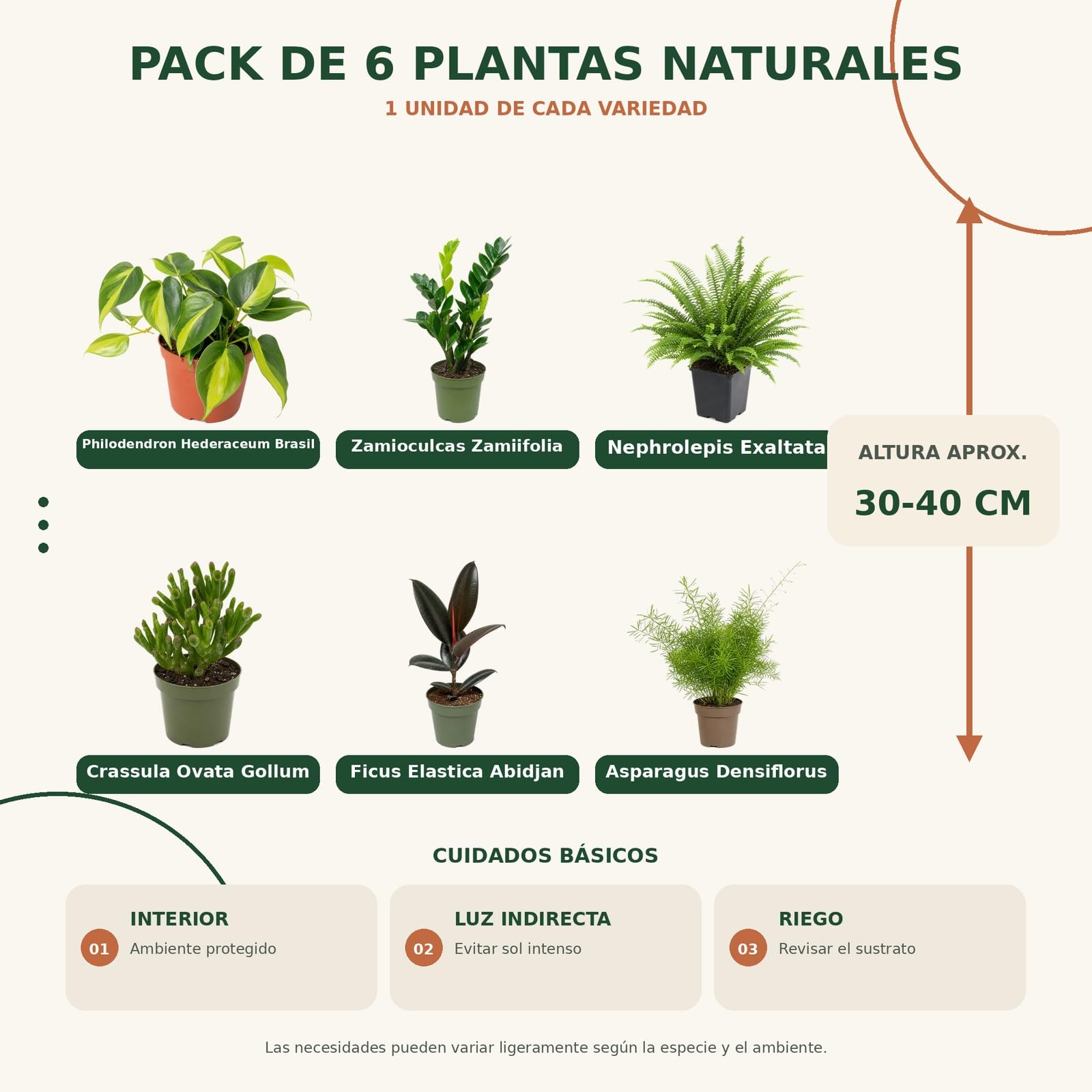 Pack 6 Plantas de Interior: Verdes, Cremas y Amarillos DECOALIVE