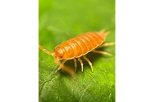 Pocket Pets 10 Live Roly Polie Isopods