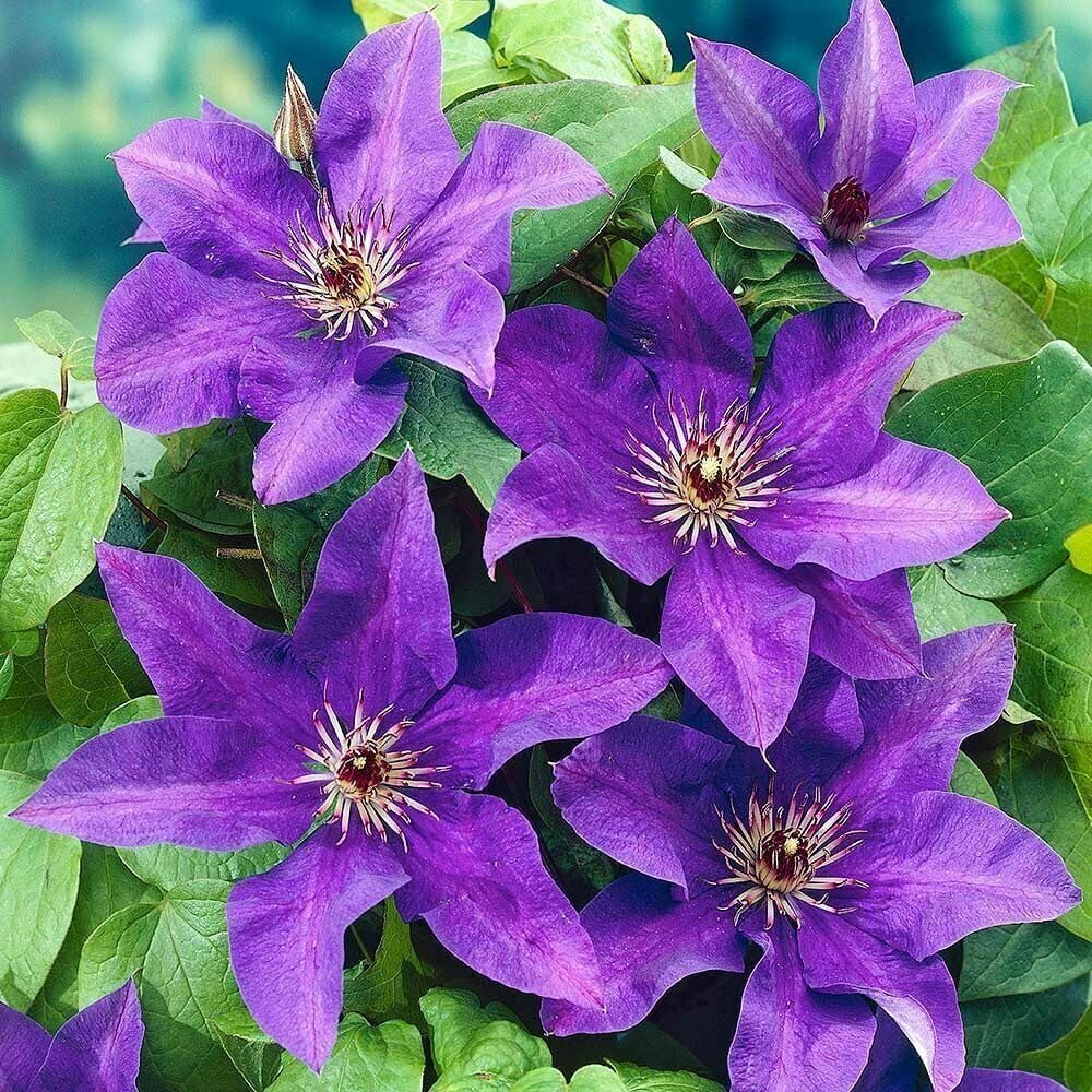50 Dark Purple Clematis Seeds Bloom Climbing Non-GMO, Heirloom Seeds Perennial Flower Seeds Garden Flower