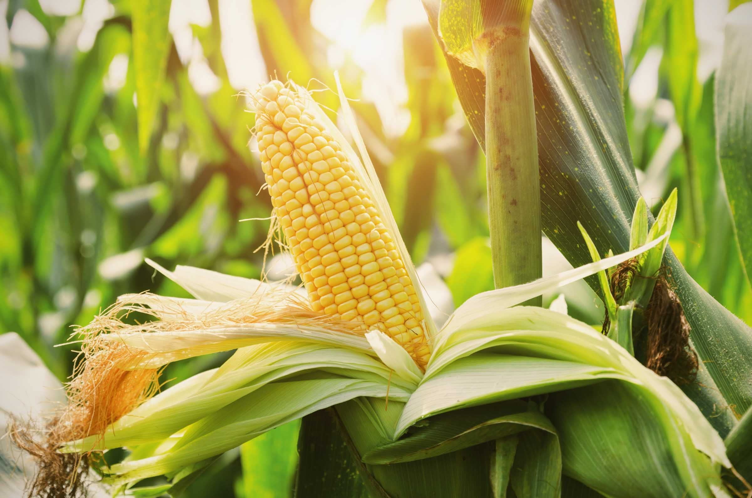 Joycity Sweet Corn Seeds (150+ seeds) (B08BJ9R7T1) Amazon Price History, Amazon Price Tracker