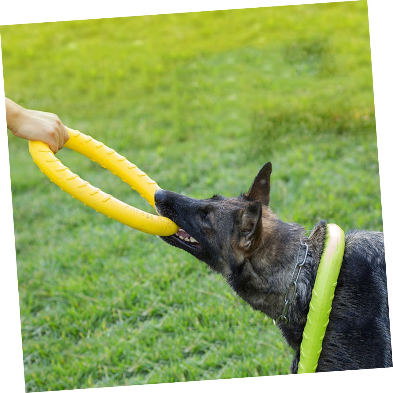 Beavorty 2 Stücke Die Gesundheit Ihres Haustieres Hund Kauen Spielzeug Sicher Für Hunde Orange Pet Zahnen Spielzeug