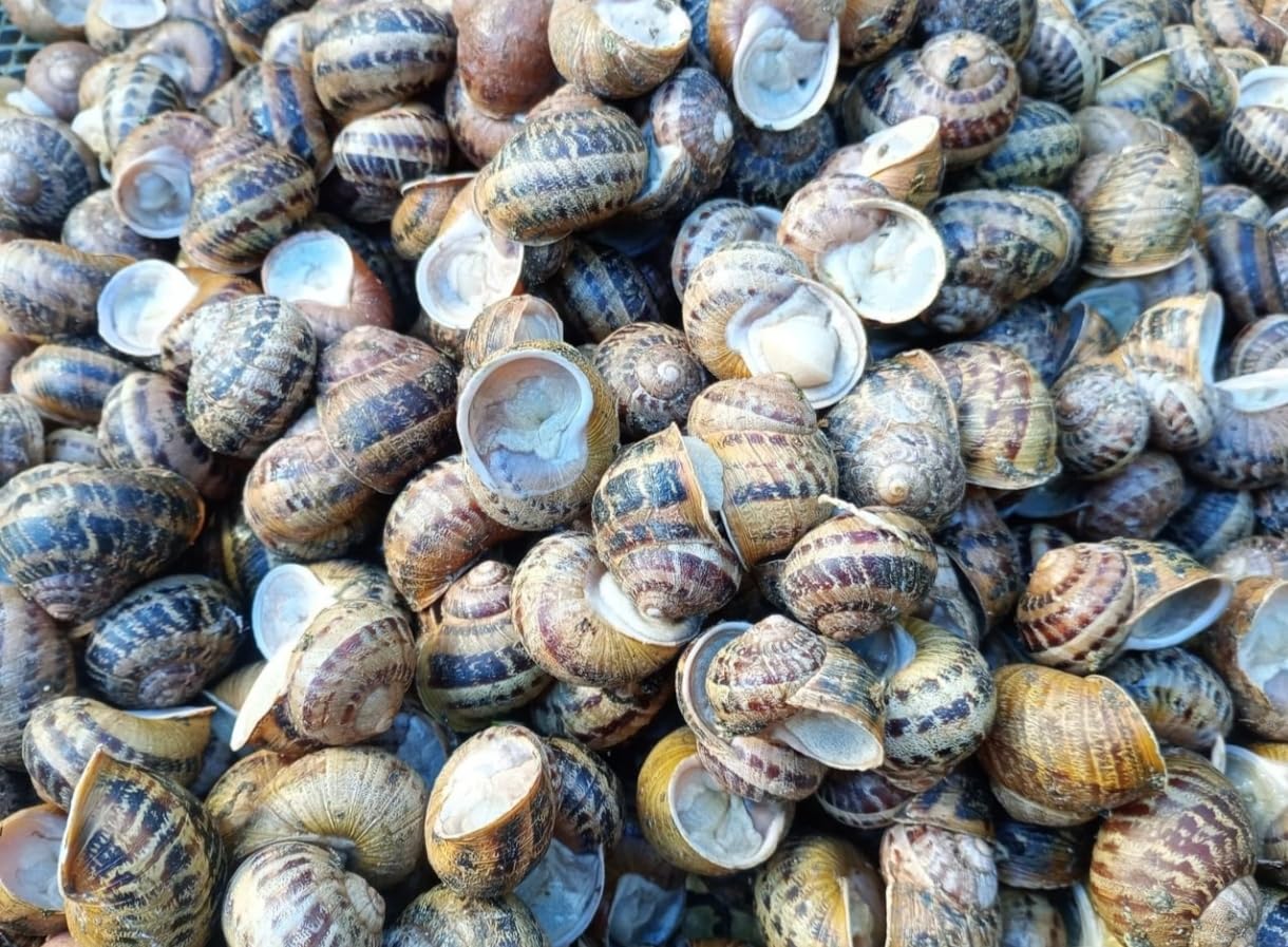 Lumache spurgate-helix aspersa