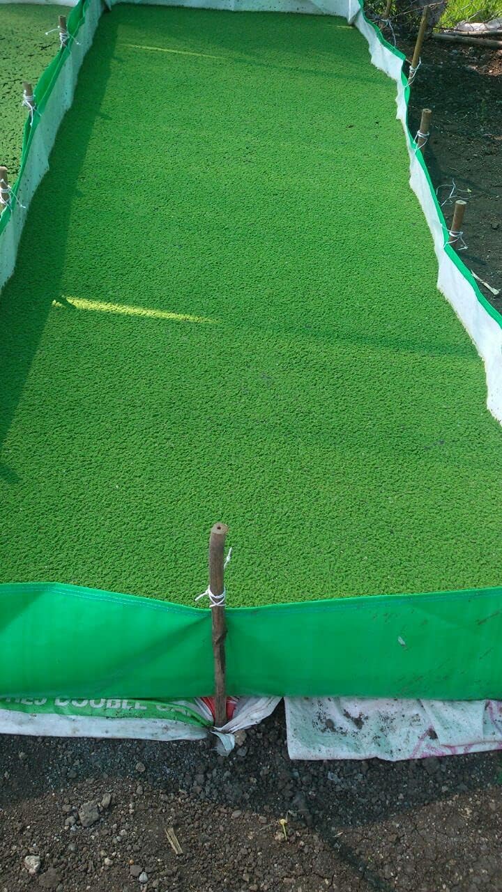 YUVAGREEN 450 GSM HDPE Fabric Azolla Growing Bed Cultivation Bed (Azolla Bed) 10ft x 4ft x 1ft-image-47