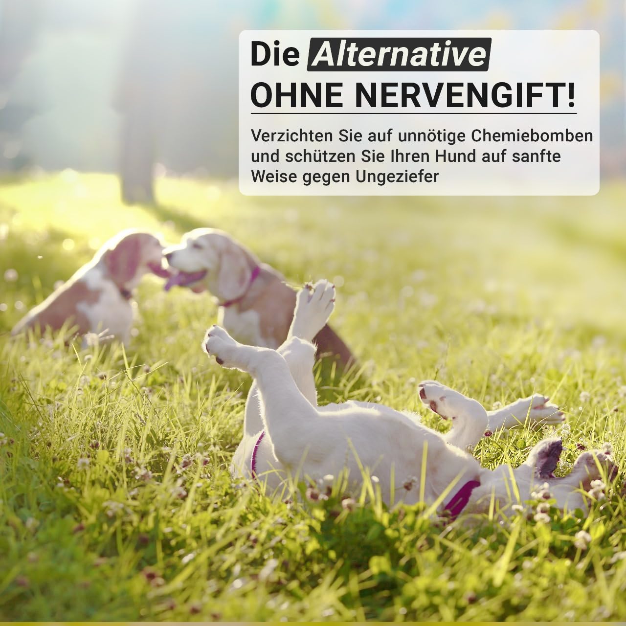 Animal Vita® Spot on para perros [suministro anual] Remedio para garrapatas para perros, fiable protección contra garrapatas con aceite de coco orgánico y margosa, punto natural contra garrapatas