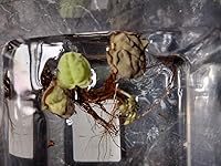 Review Image by Awful Awful