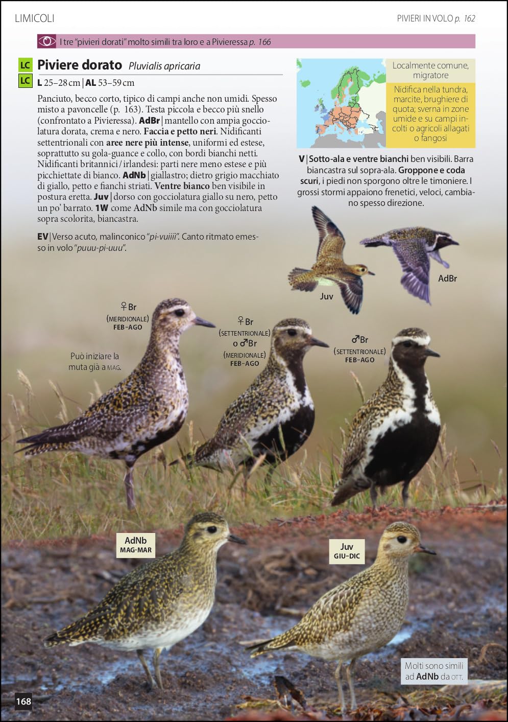 Uccelli d'Europa. Guida all'identificazione. Ediz. a colori
