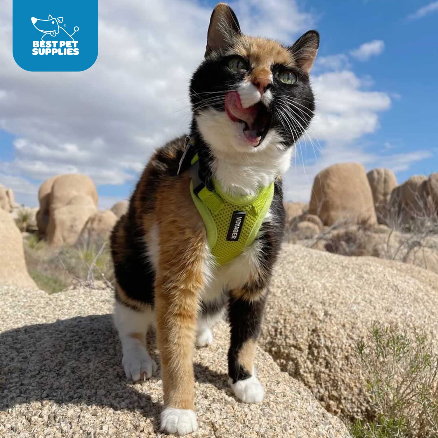 Voyager Escape Proof Cat Harness and Leash Set with Reflective Stitching, Neoprene Handle 5ft - Supports Small, Medium and Large Cats, Kittens for Walking by Best Pet Supplies - Lime, S — view 16