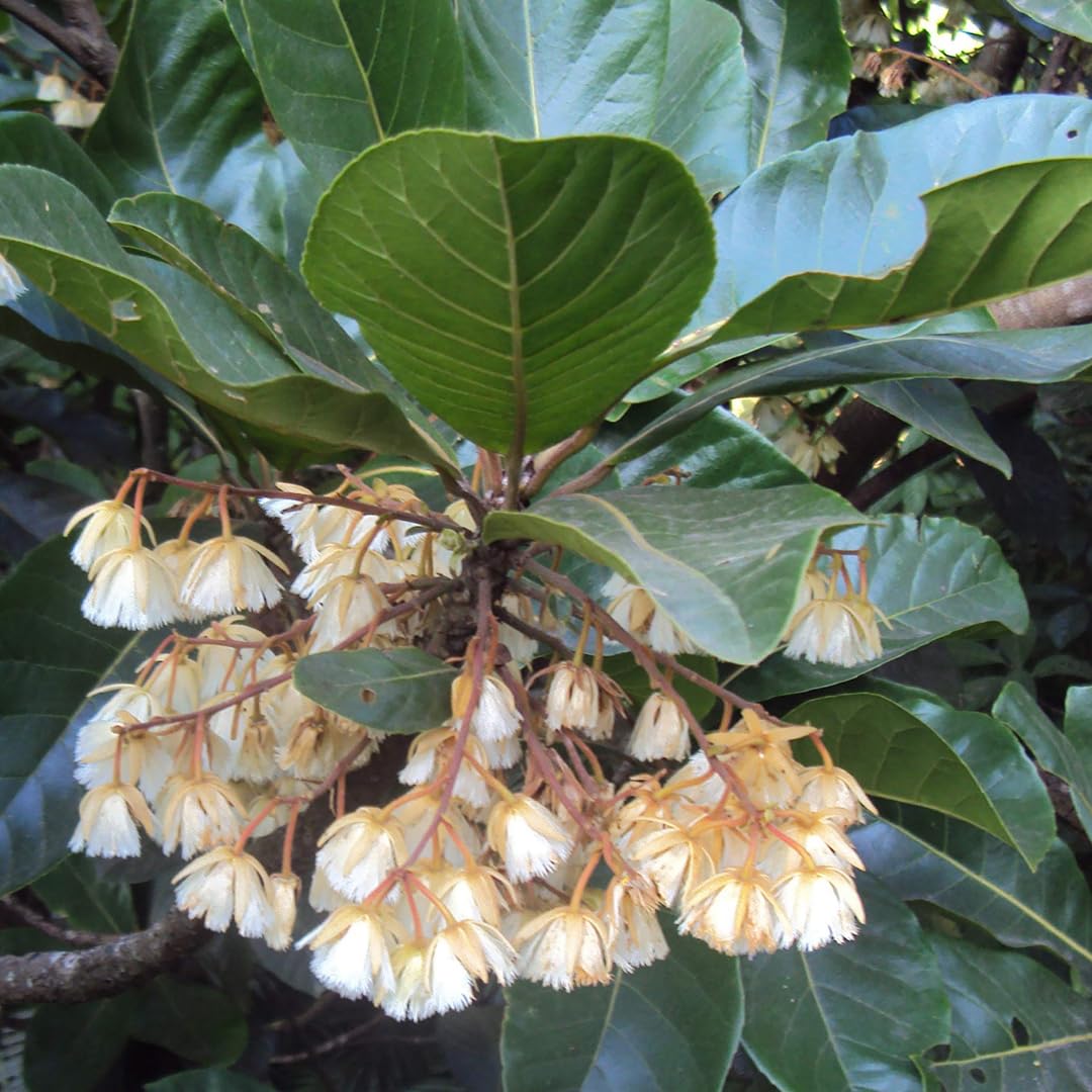 M-Tech Gardens Bhadraksham Medicinal Herb Plant (Elaeocarpus tuberculatus, Bhadraksham) Exotic 1 Live Medicinal Plant (B07YL12QGB) Amazon Price History, Amazon Price Tracker