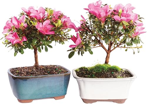 Miniatura 10 de Brussel's Bonsai Live Satsuki Azalea - Árbol bonsái con flores – Pequeño, 5 años, 5 a 8 pulgadas – Bonsai al aire libre en maceta de cerámica