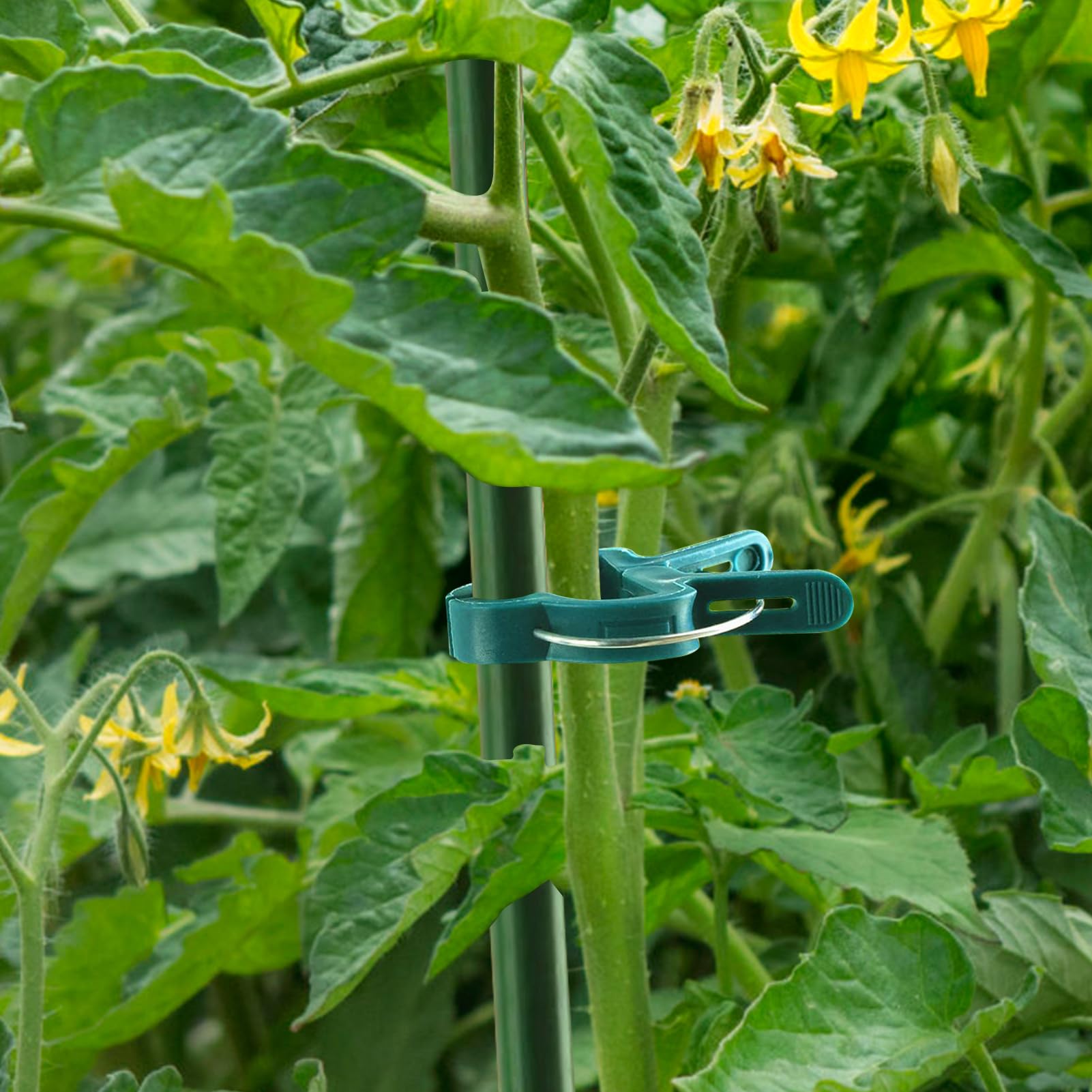 Pflanzenclips, Wiederverwendbare Pflanzenklammern Groß, Klammern für Pflanzen, Tomaten Klammern, Tomatenclips Blumenklammern, Pflanzen Clips für Unterstützen und Halten Garten Pflanzen Gemüsefrucht